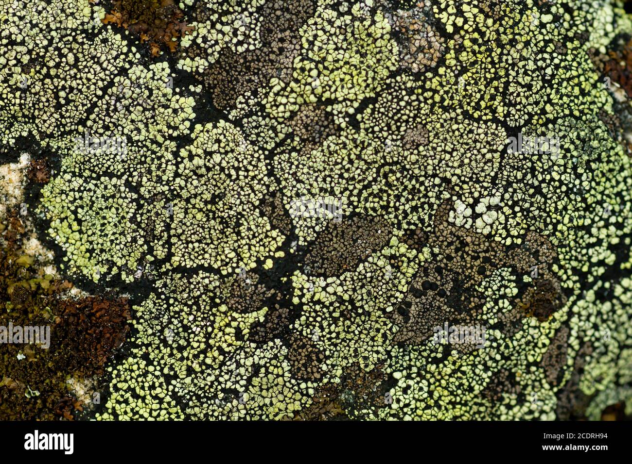Rhizocarpon geographicum lichen close up Stock Photo