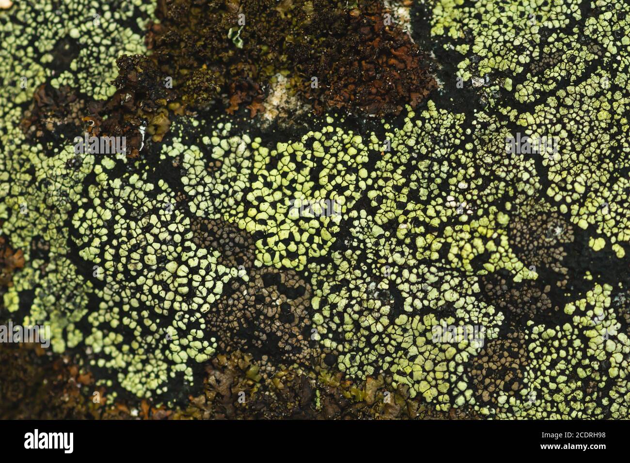 Rhizocarpon geographicum lichen close up Stock Photo