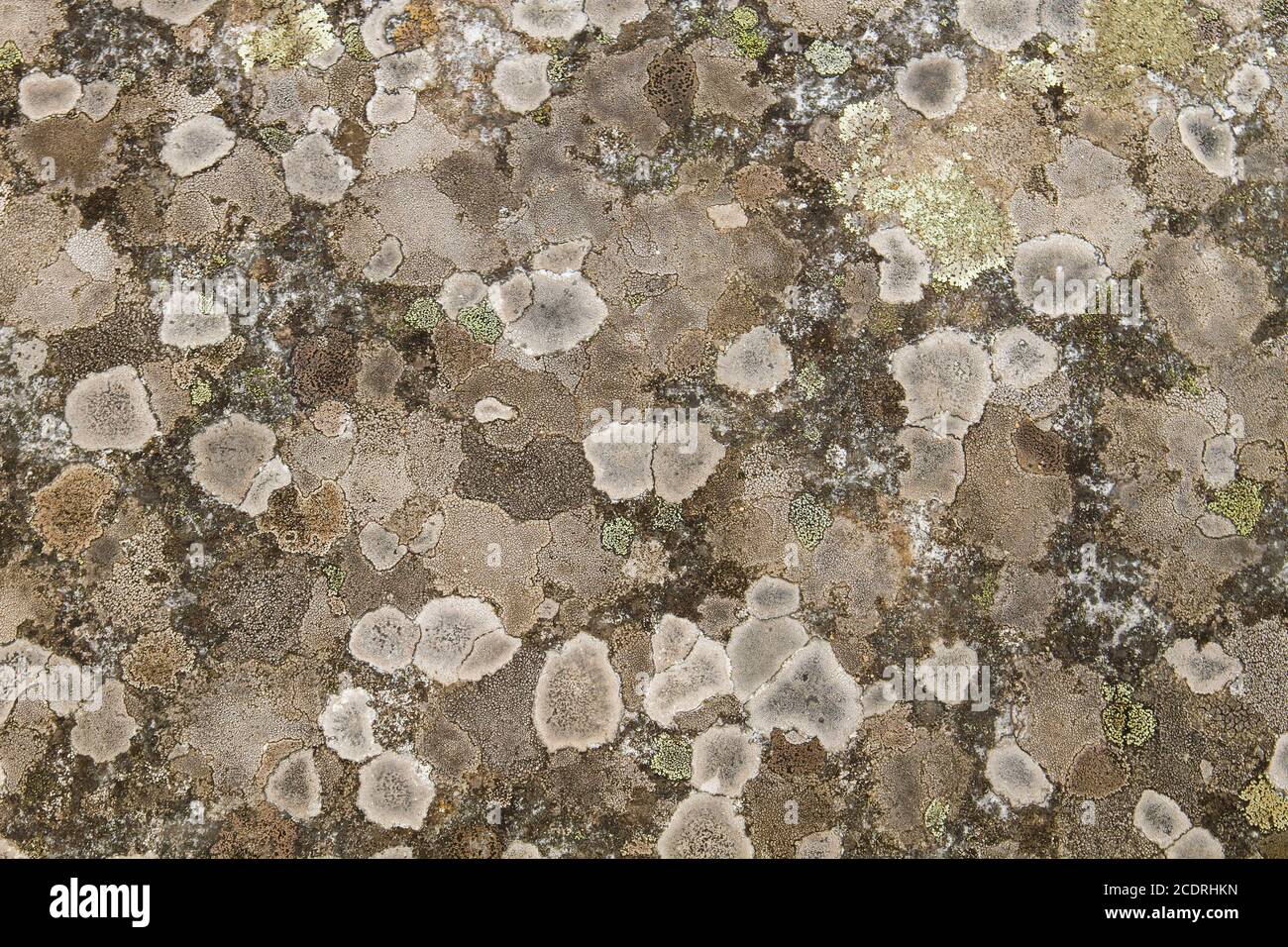 Lichens growing on stone wall Stock Photo