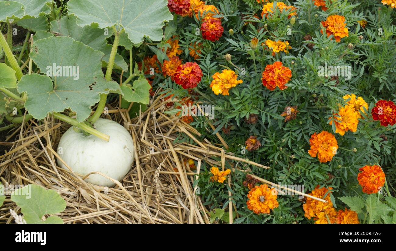 French marigolds growing beside Crown Prince squash to deter pests. Stock Photo