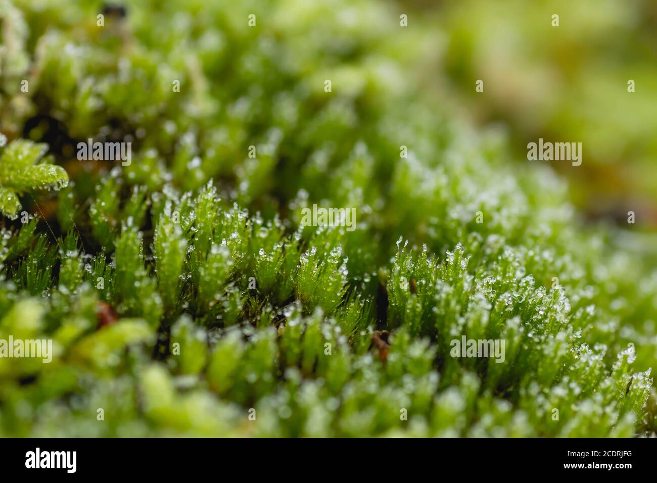 Fresh green forest moss Stock Photo