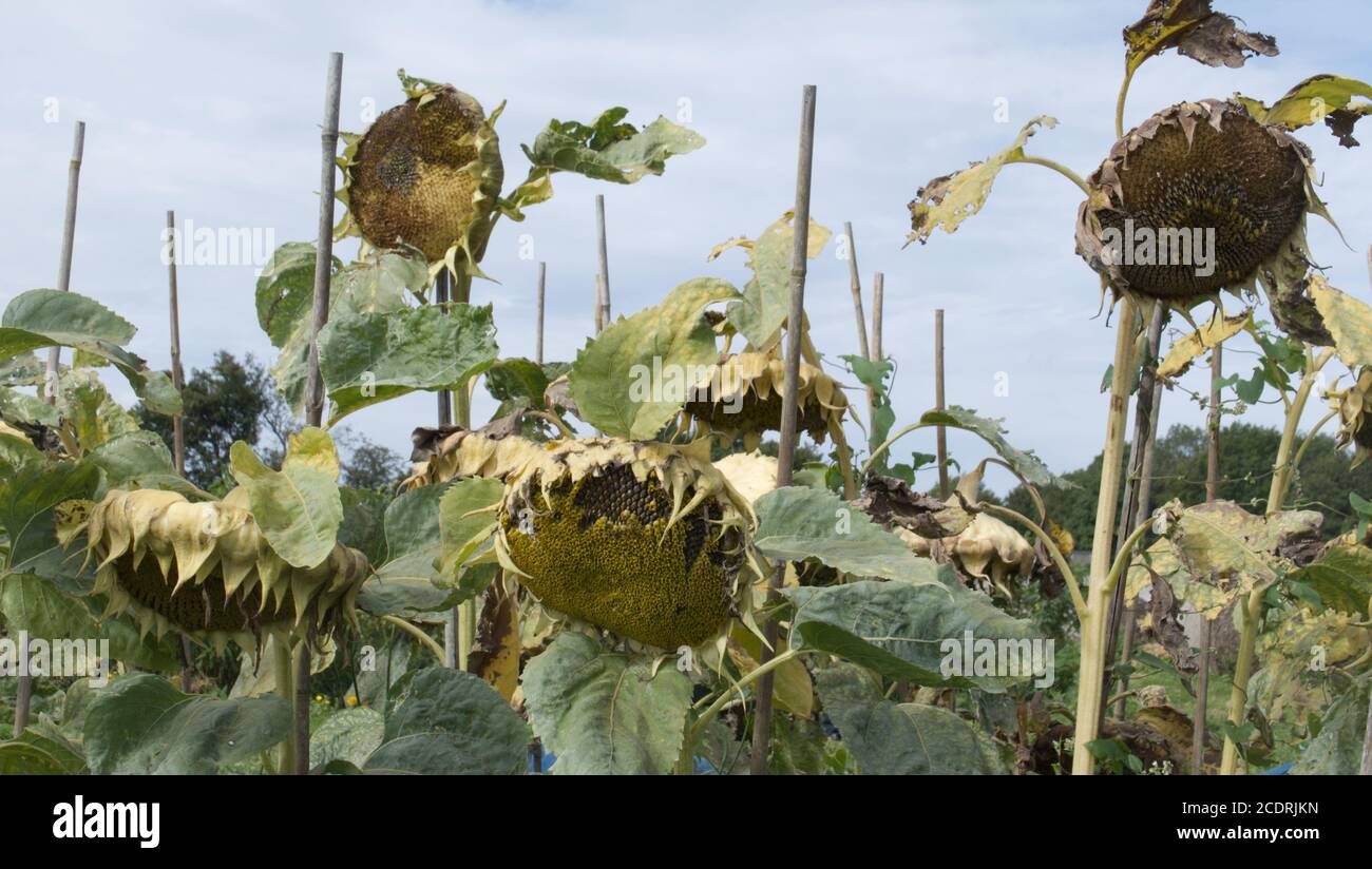 Sunflower seedheads, some seeds already removed by the birds. Stock Photo