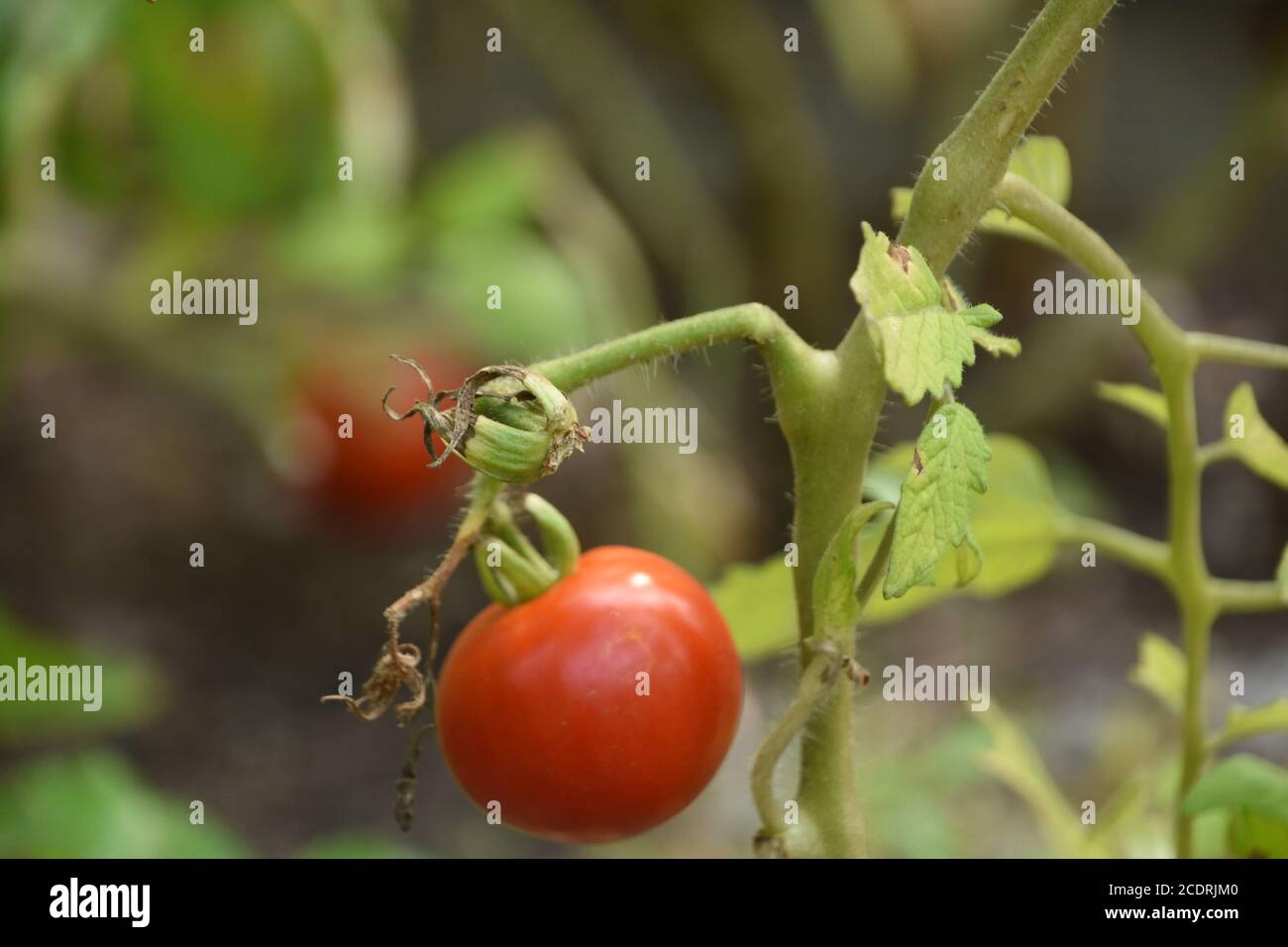 Organic vegetable garden with a ripe red tomato Stock Photo - Alamy