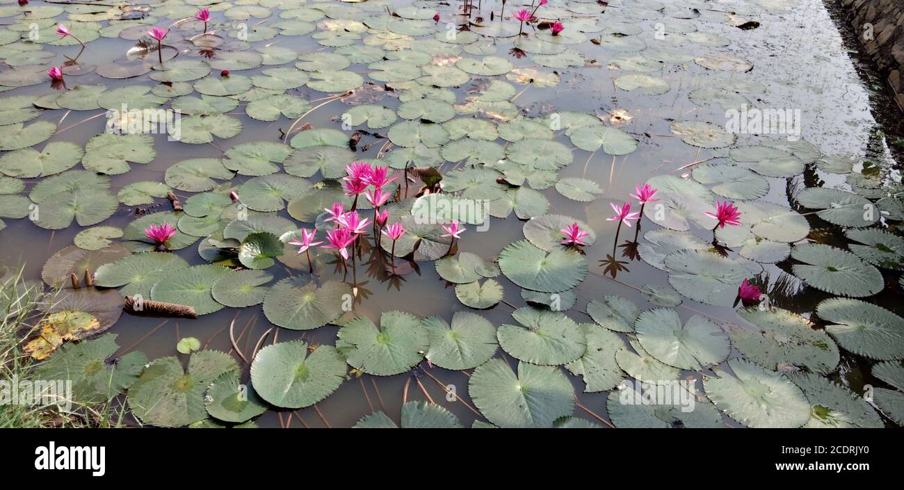 water lilies in river and leaf Stock Photo - Alamy