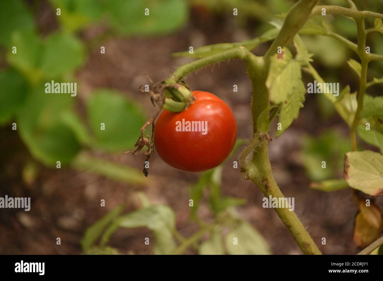 Garden with a farm ripened red tomato Stock Photo - Alamy
