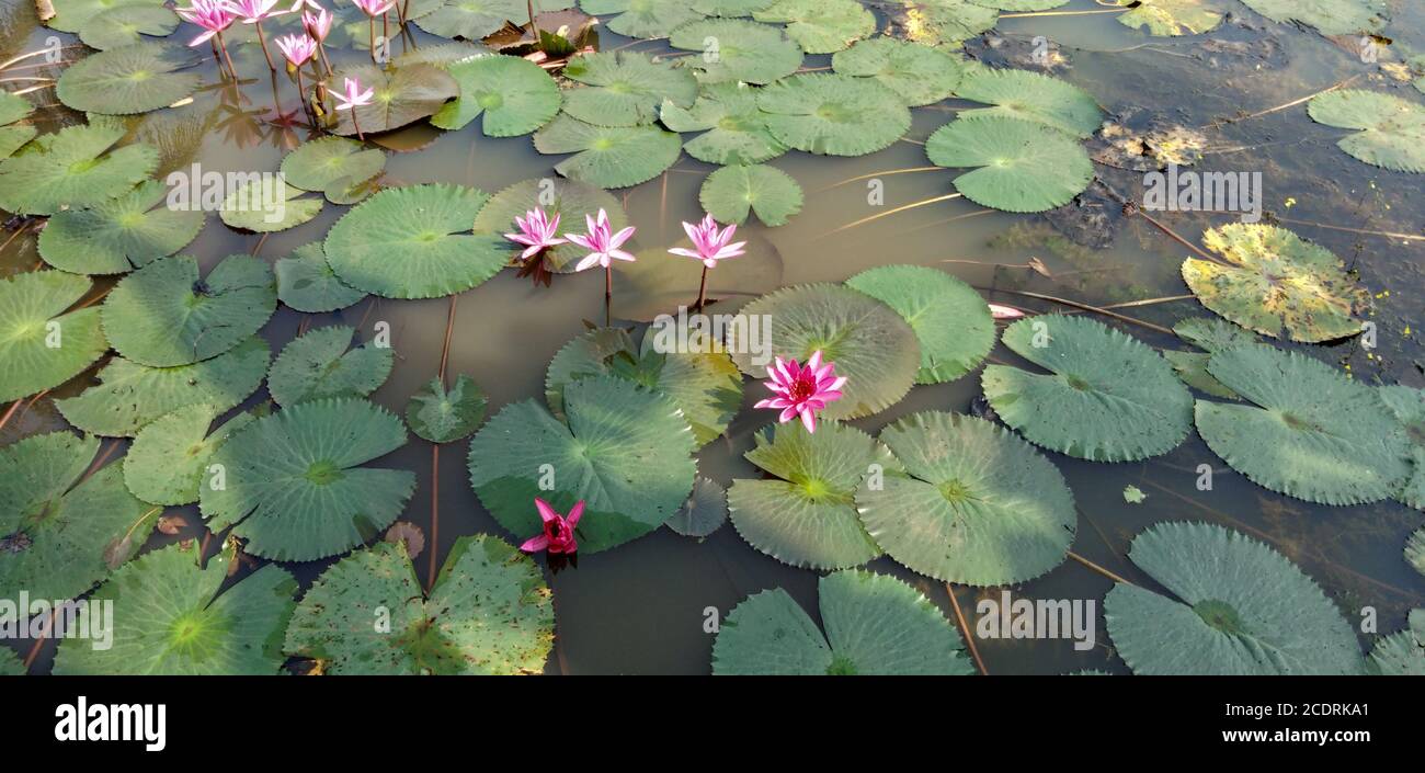 water lilies in a river close up view Stock Photo - Alamy
