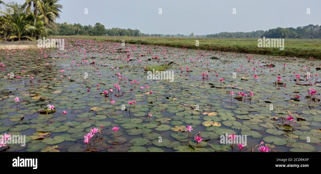 full of water lilies ina river Stock Photo