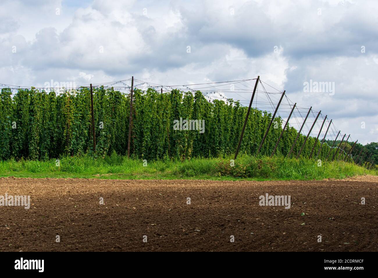 field growing hop plants (humulus lupus) for beer brewing in the czech republic Stock Photo