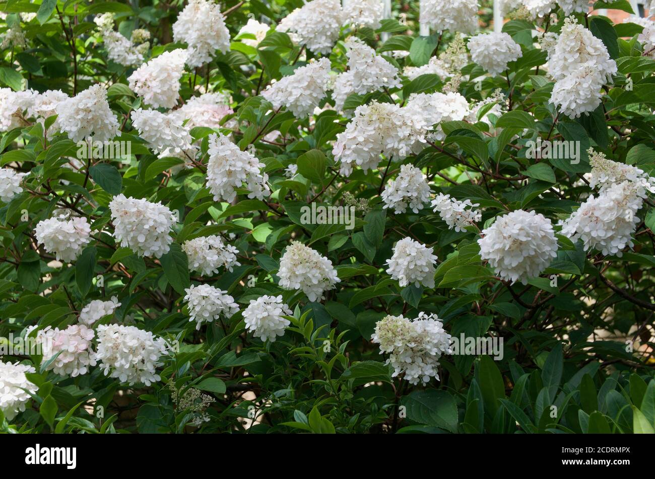 White hydrangea flower background with lush green foliage in summer ...