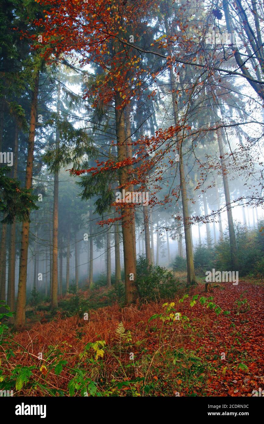 fog forest Stock Photo