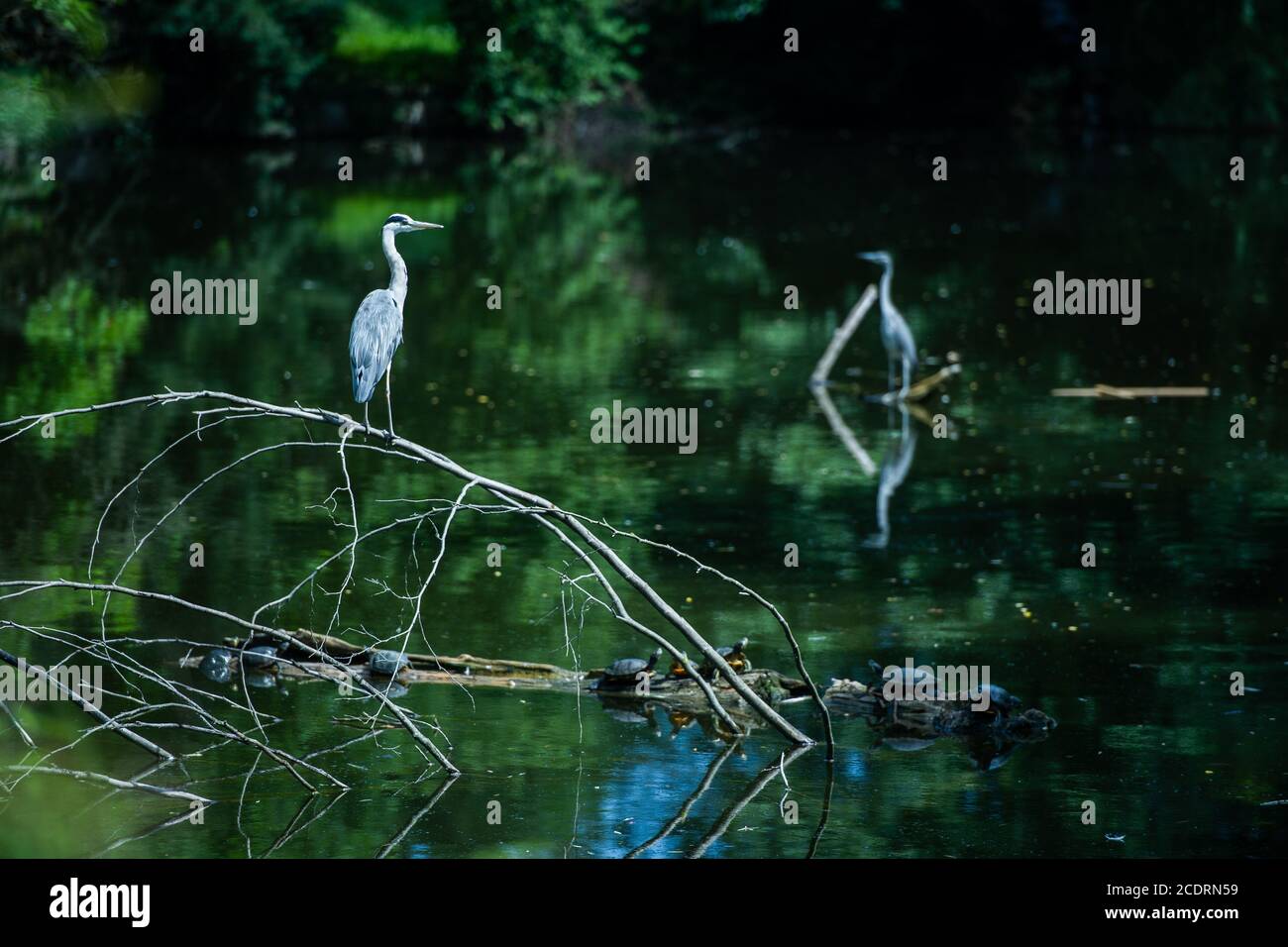 Herons patiently watch for food in a zoo exhibit. Stock Photo