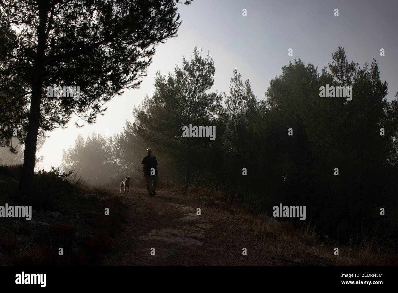 A man and his dog walking on a forest path on a foggy day, in this ...