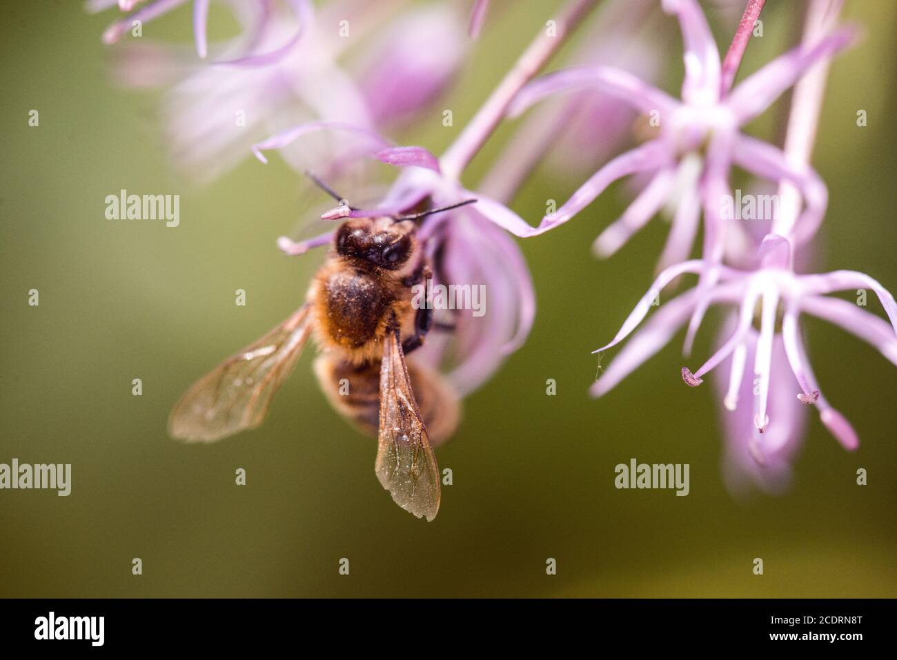 Bee collecting nectar on purple alum garlic flower. macro close-up. selective focus shot with shallow DOF Stock Photo