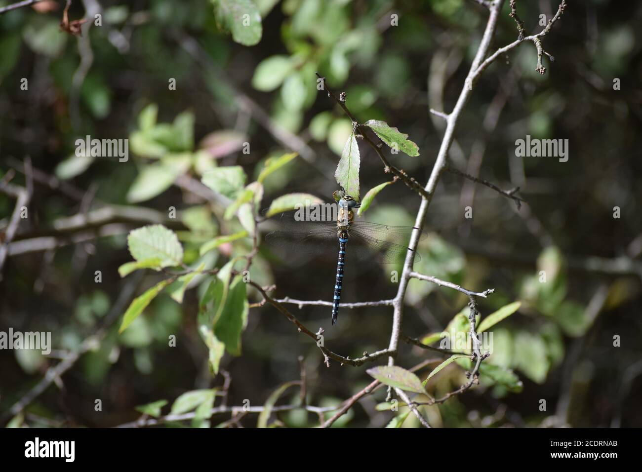 male blue-eyed Hawker in ther Forest Stock Photo