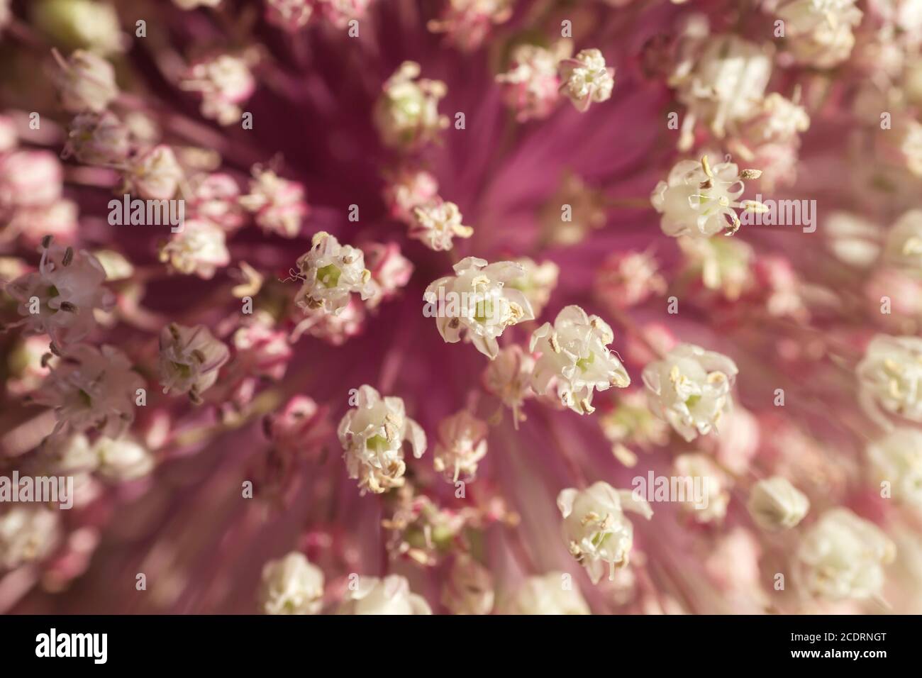 Leek flowers close up Stock Photo