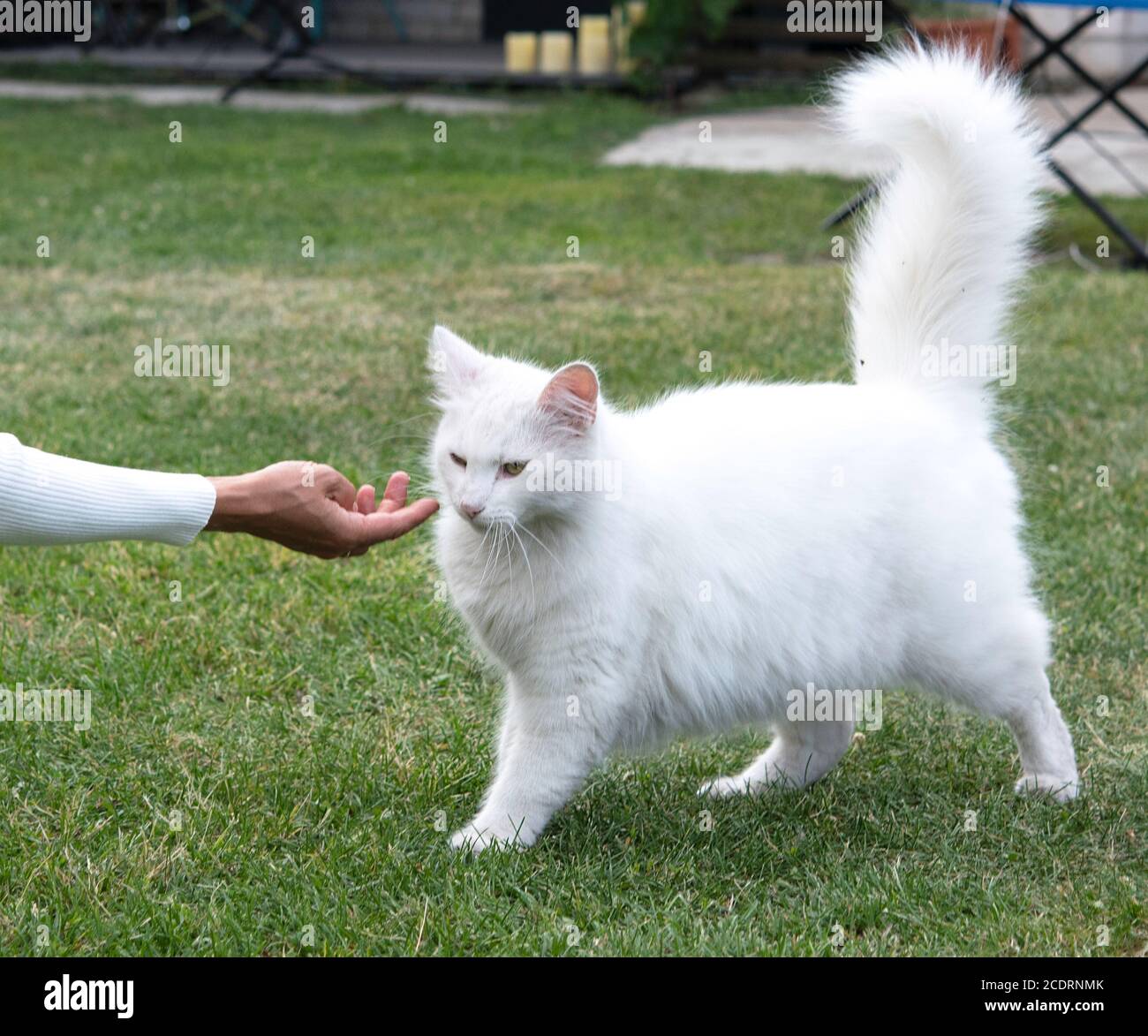 andsome Young Animal-Lover woman takinc care of white cat, Hugging and Cuddling white Domestic Cat Pet Stock Photo