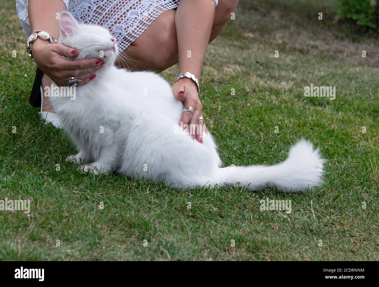 andsome Young Animal-Lover woman takinc care of white cat, Hugging and Cuddling white Domestic Cat Pet Stock Photo