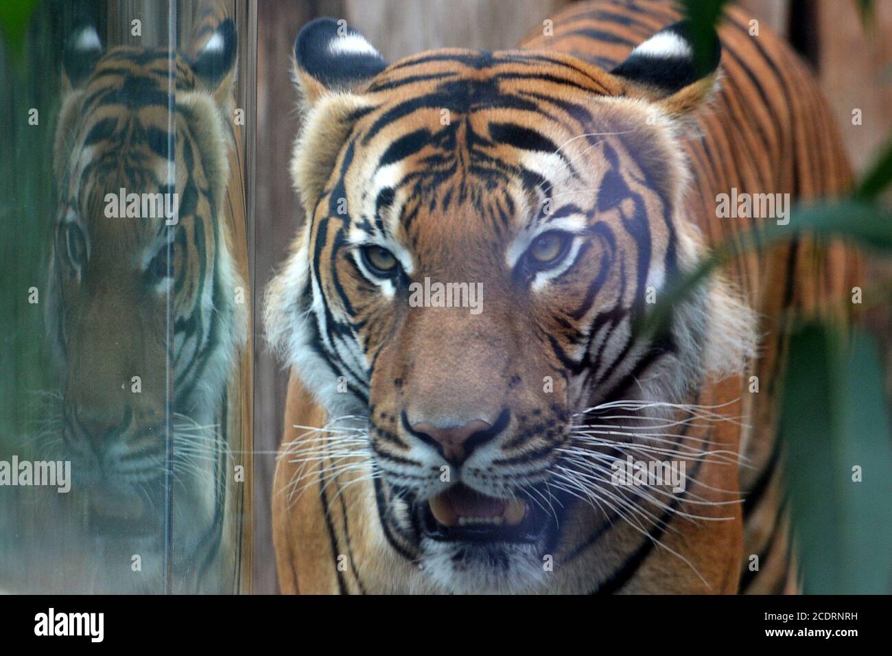 Usti Nad Labem, Czech Republic. 29th Aug, 2020. Two years old Malayan tiger  called Bulan looks at itself reflected in glass in enclosure at the Usti  nad Labem Zoo. In the Malay