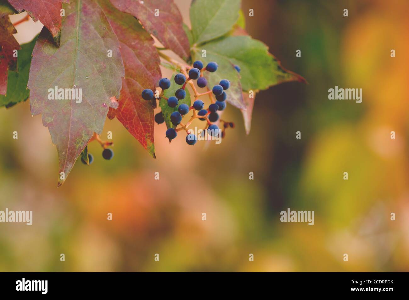 Virginia creeper blue berries close up Stock Photo Alamy