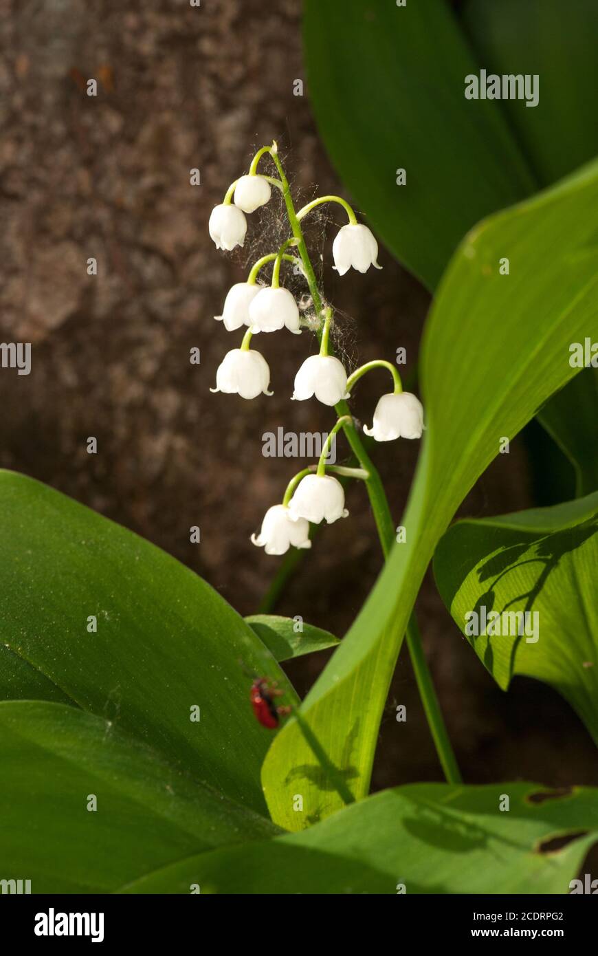 Lily of the valley tree hi-res stock photography and images - Alamy