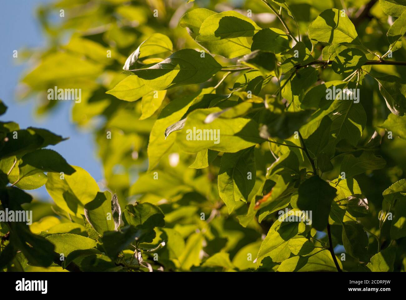 green foliage leaves on the blue sky. selective focus macro shot with shallow DOF spring background Stock Photo