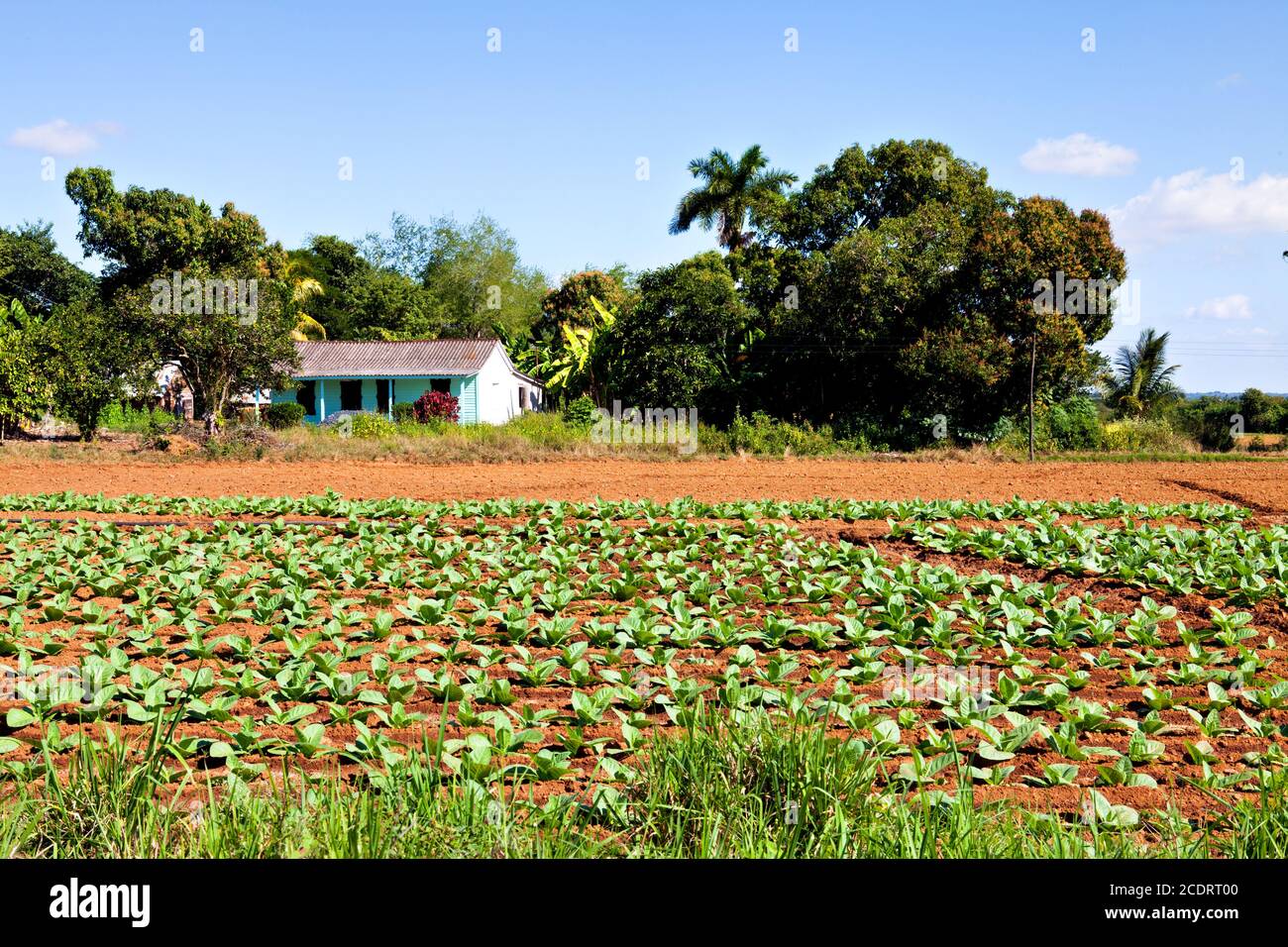 House in tabacco field in Pinar del Rio/Cuba Stock Photo