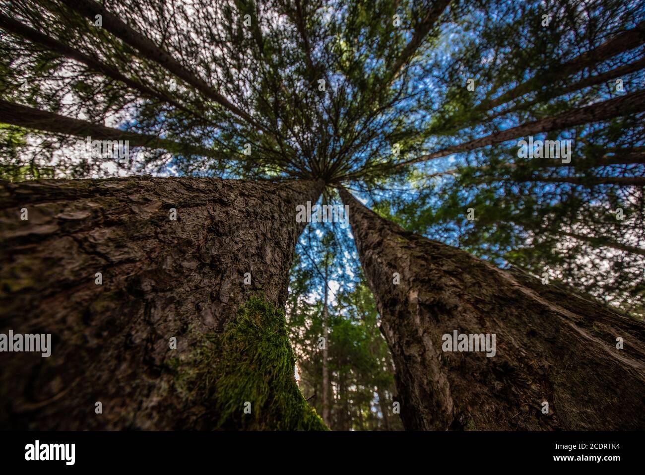 Woods - Alps Stock Photo - Alamy