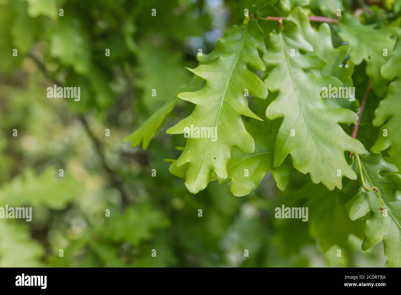 Quercus robur green springtime foliage Stock Photo - Alamy