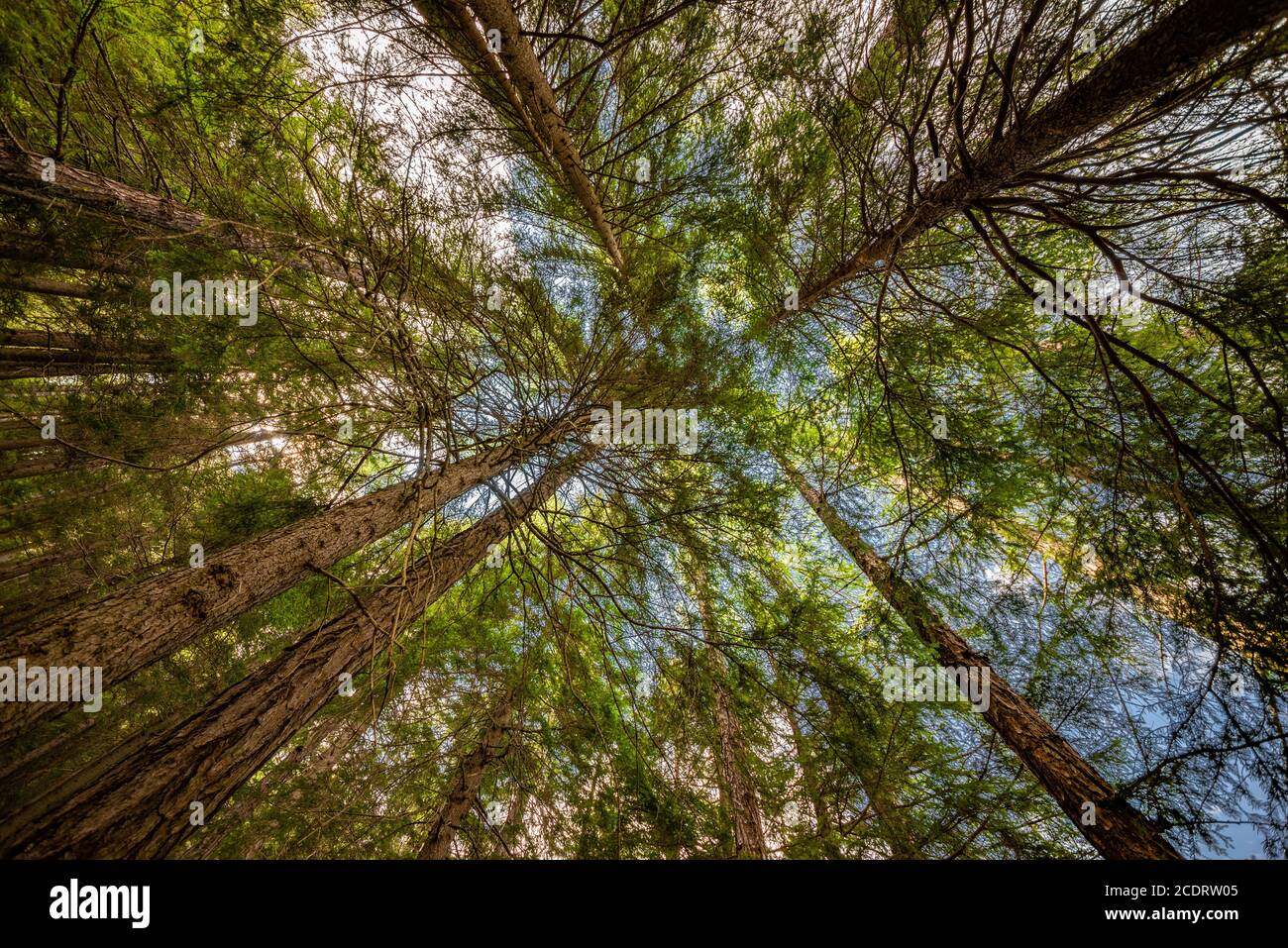Woods - Alps Stock Photo - Alamy