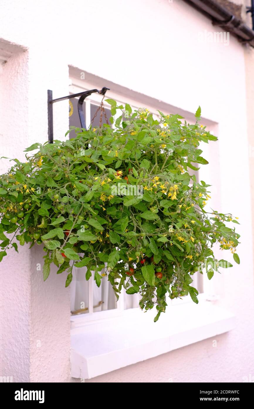 Tomato plant growing in hanging basket Stock Photo Alamy