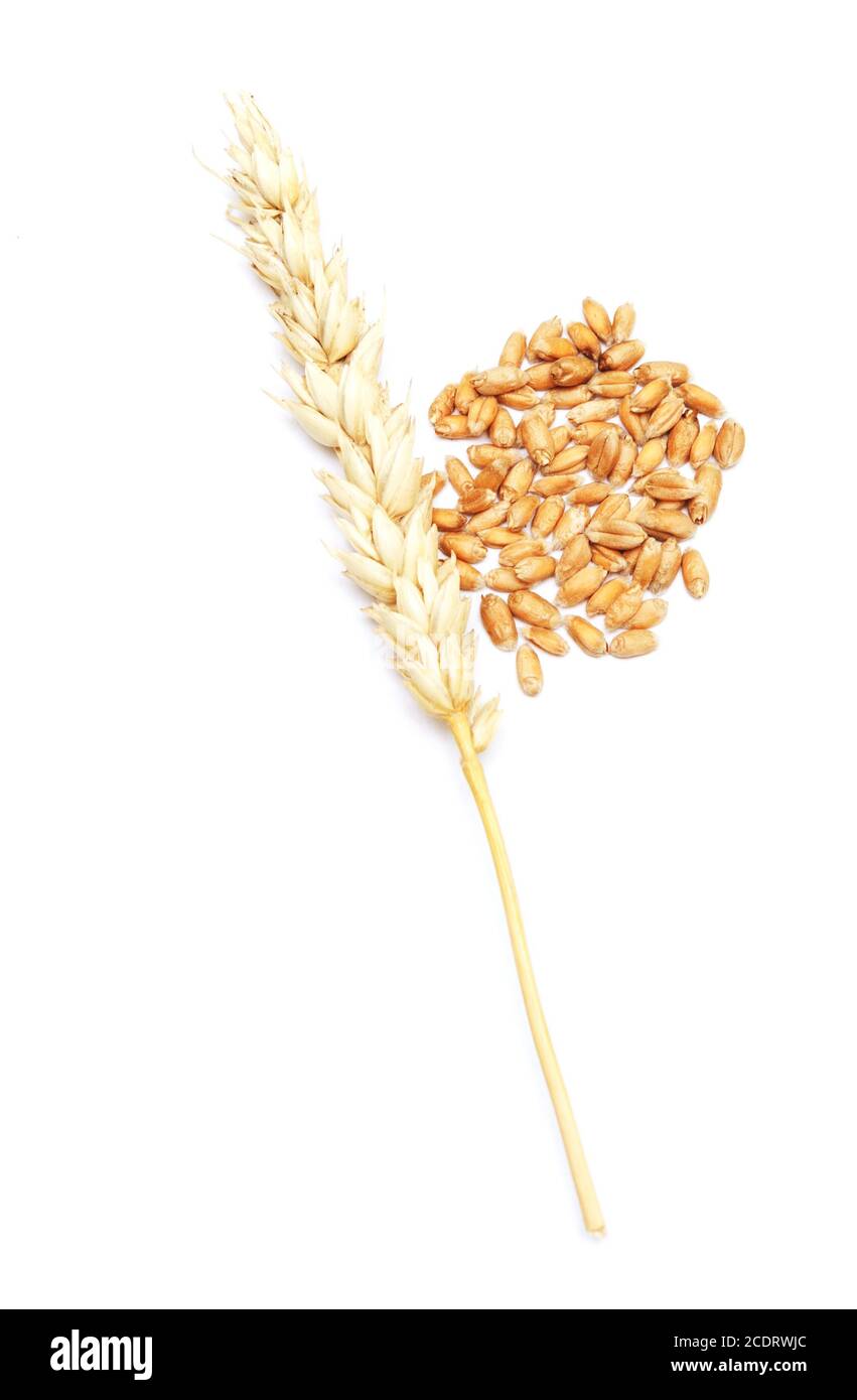 wheat on white Stock Photo