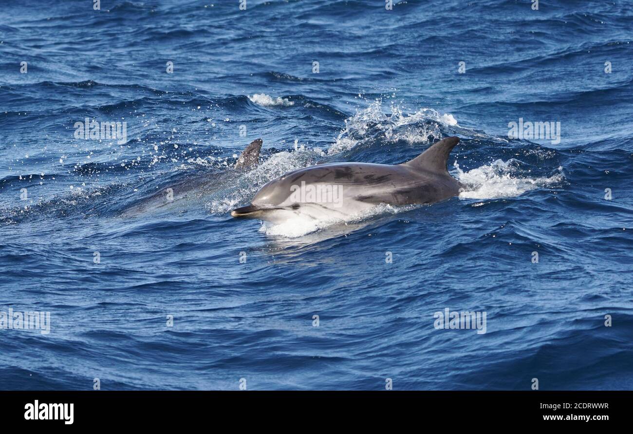 Striped Dolphin (Stenella coeruleoalba) spotted during whale and dolphin watching trip. Strait of Gibraltar, Spain. Stock Photo