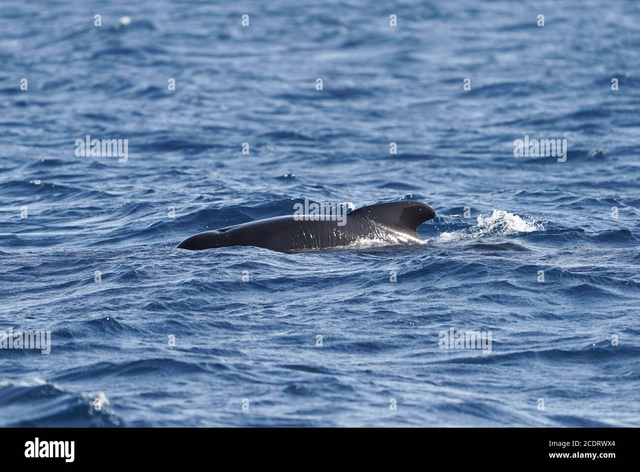 Long-finned pilot whales (Globicephala melas) spotted during whale watching trip. Strait of Gibraltar, Spain. Stock Photo