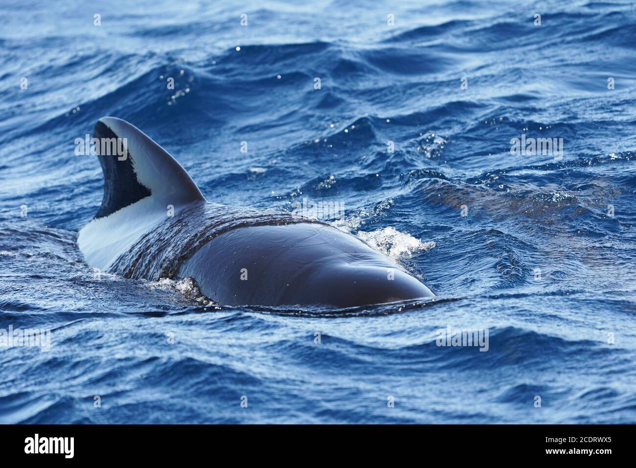 Long-finned pilot whales (Globicephala melas) spotted during whale watching trip. Strait of Gibraltar, Spain. Stock Photo
