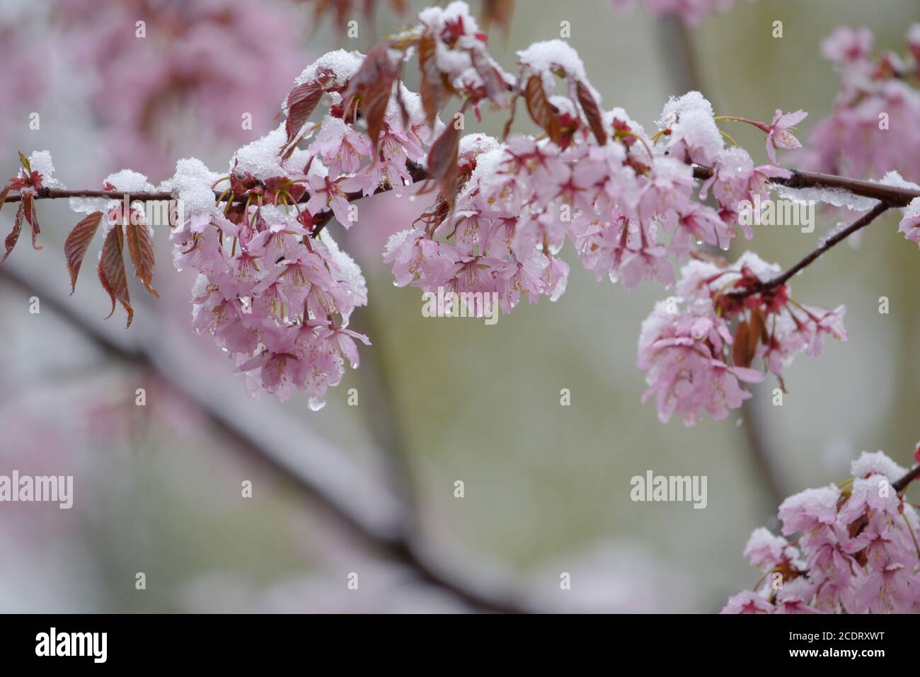 Cherry tree flowers and branches covered with melting wet snow during sudden and unexpected snow storm in May in Helsinki, Finland. Stock Photo