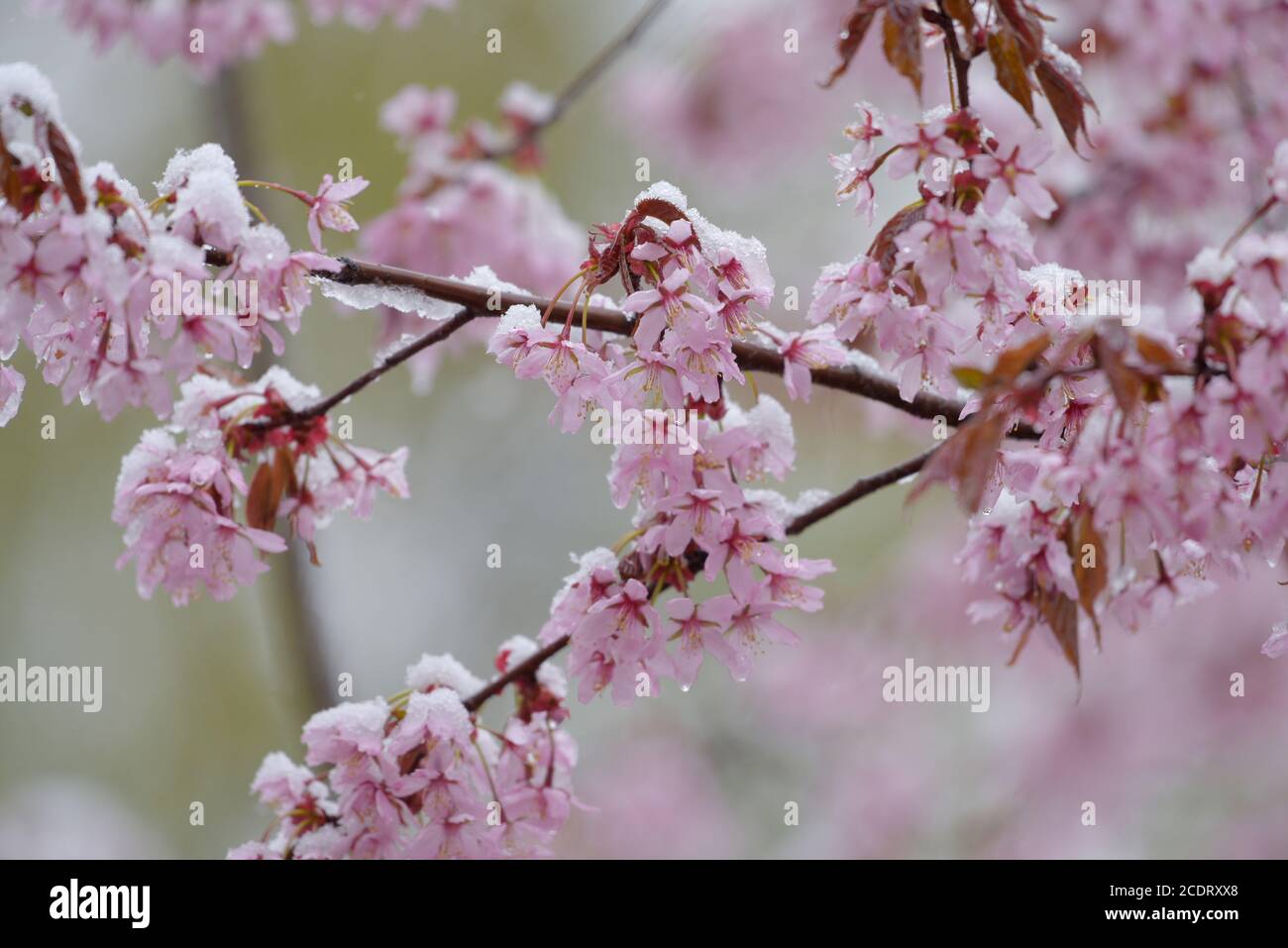 Cherry tree flowers and branches covered with melting wet snow during sudden and unexpected snow storm in May in Helsinki, Finland. Stock Photo