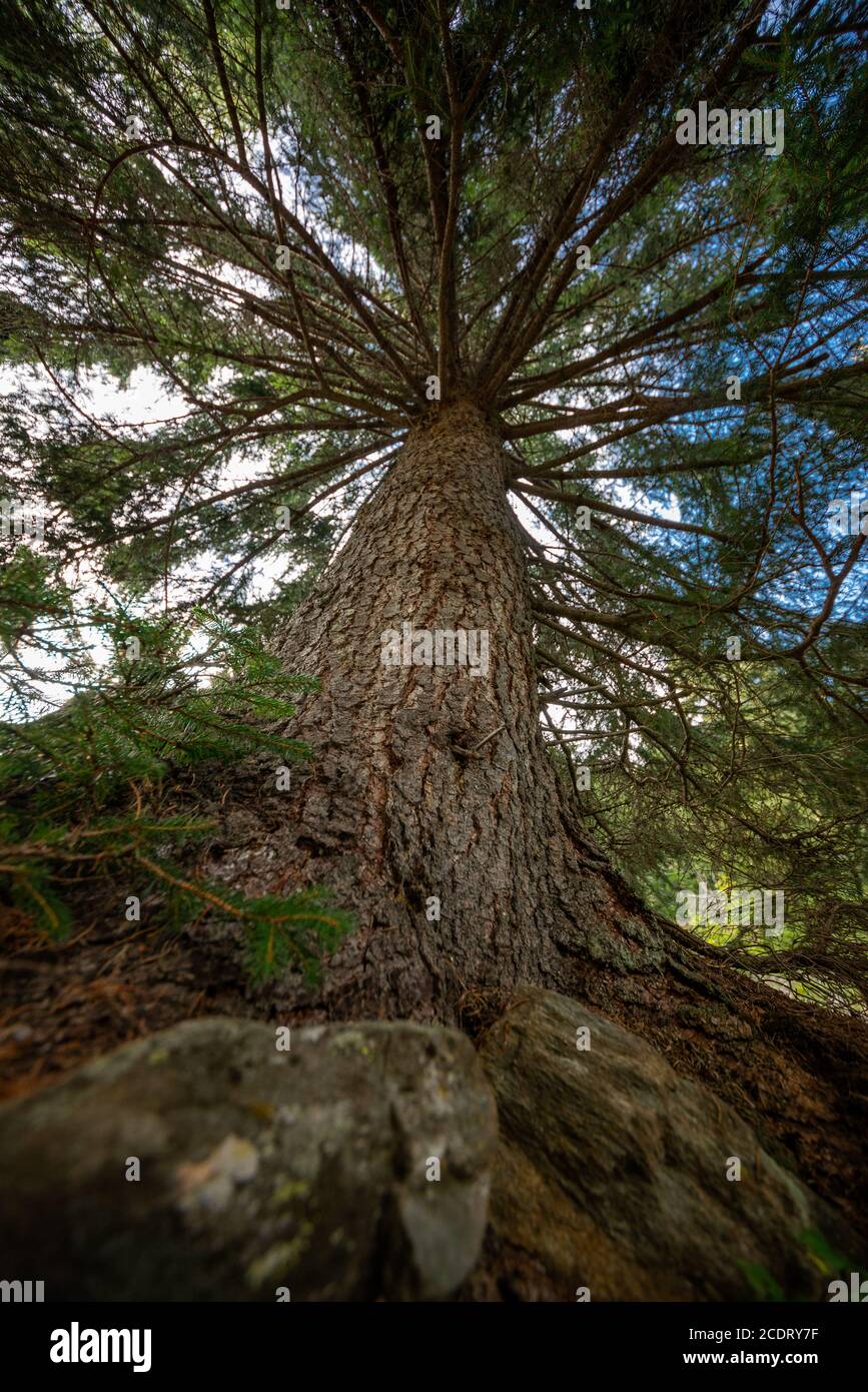 Woods - Alps Stock Photo - Alamy