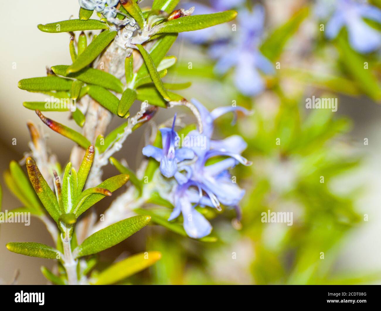 Rosmarinus officinalis Rosemary plant on blooming Stock Photo Alamy