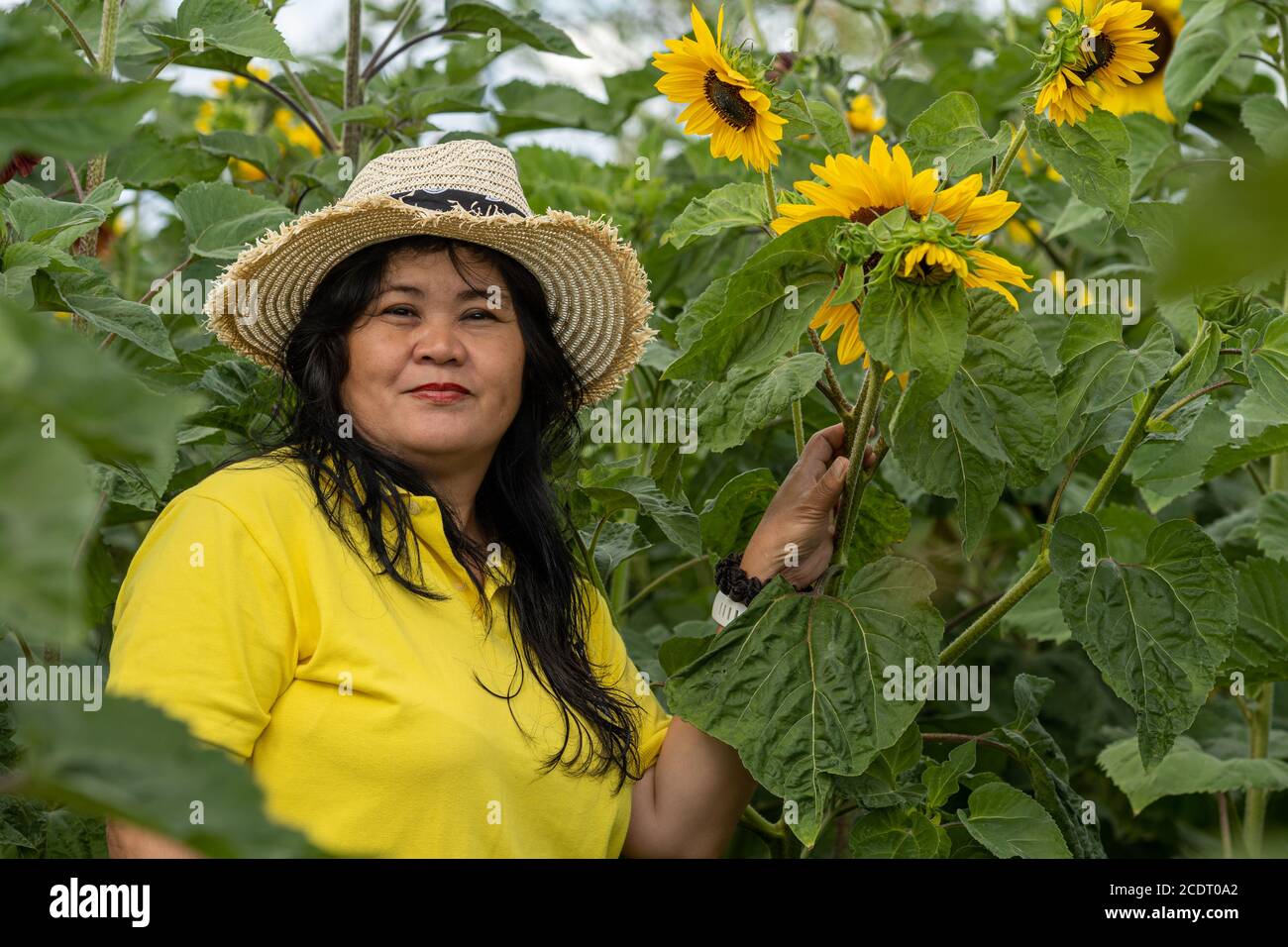 A middle-aged Asian woman, in her 50s, with a straw hat in a sunflower field Stock Photo