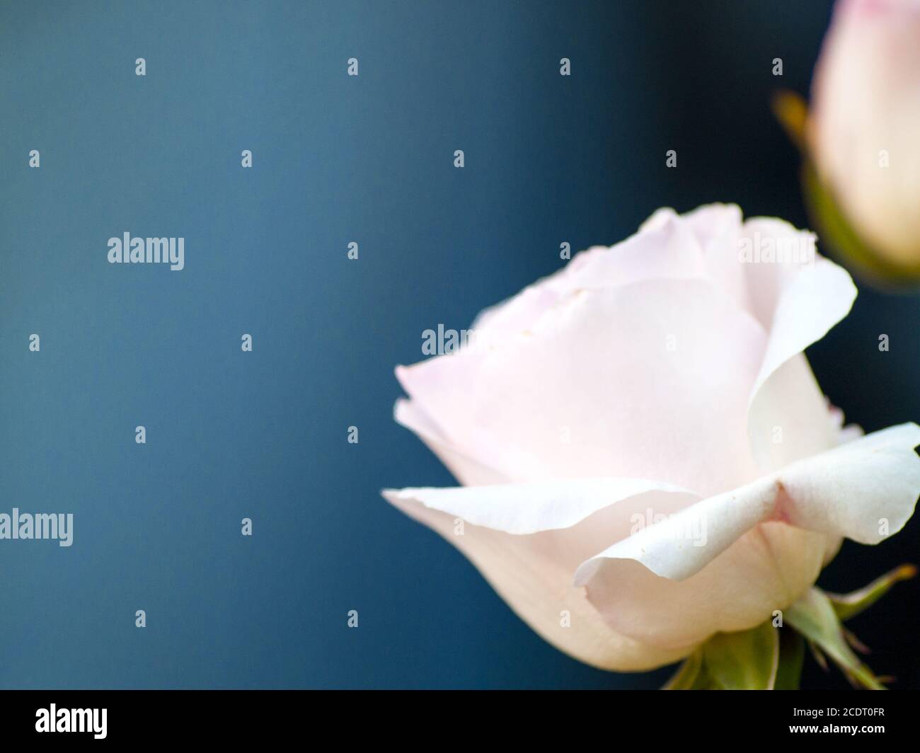 White rose in blooming with copy space for text Stock Photo - Alamy