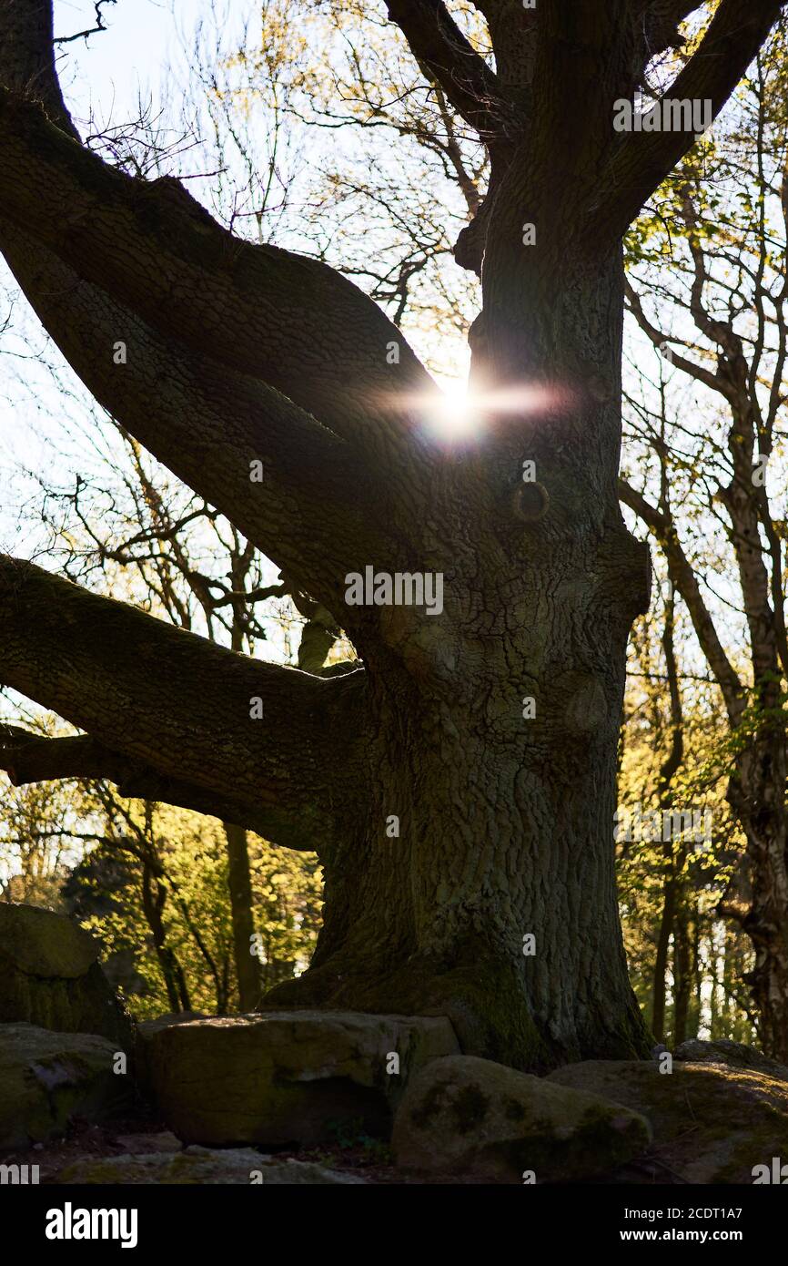 Bald Tree in Backlight Stock Photo