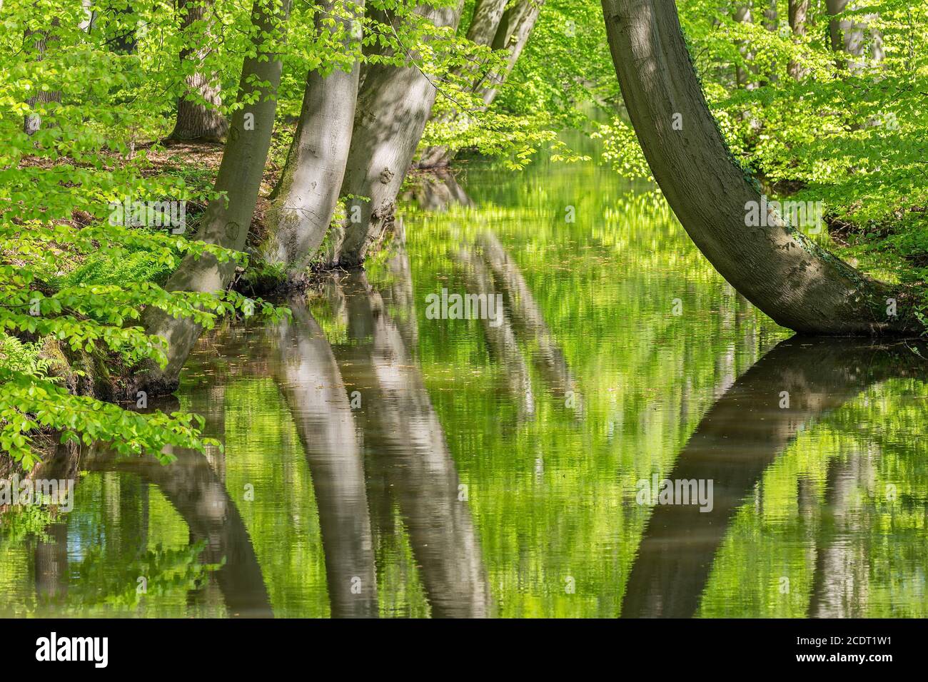 Spring Tree Trunk Alluvial tree trunks hi-res stock photography and images - Alamy