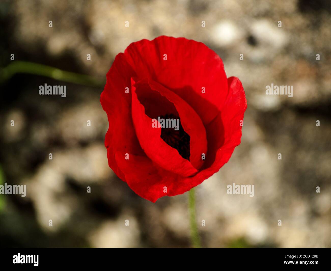 Poppy in green field hi-res stock photography and images - Alamy
