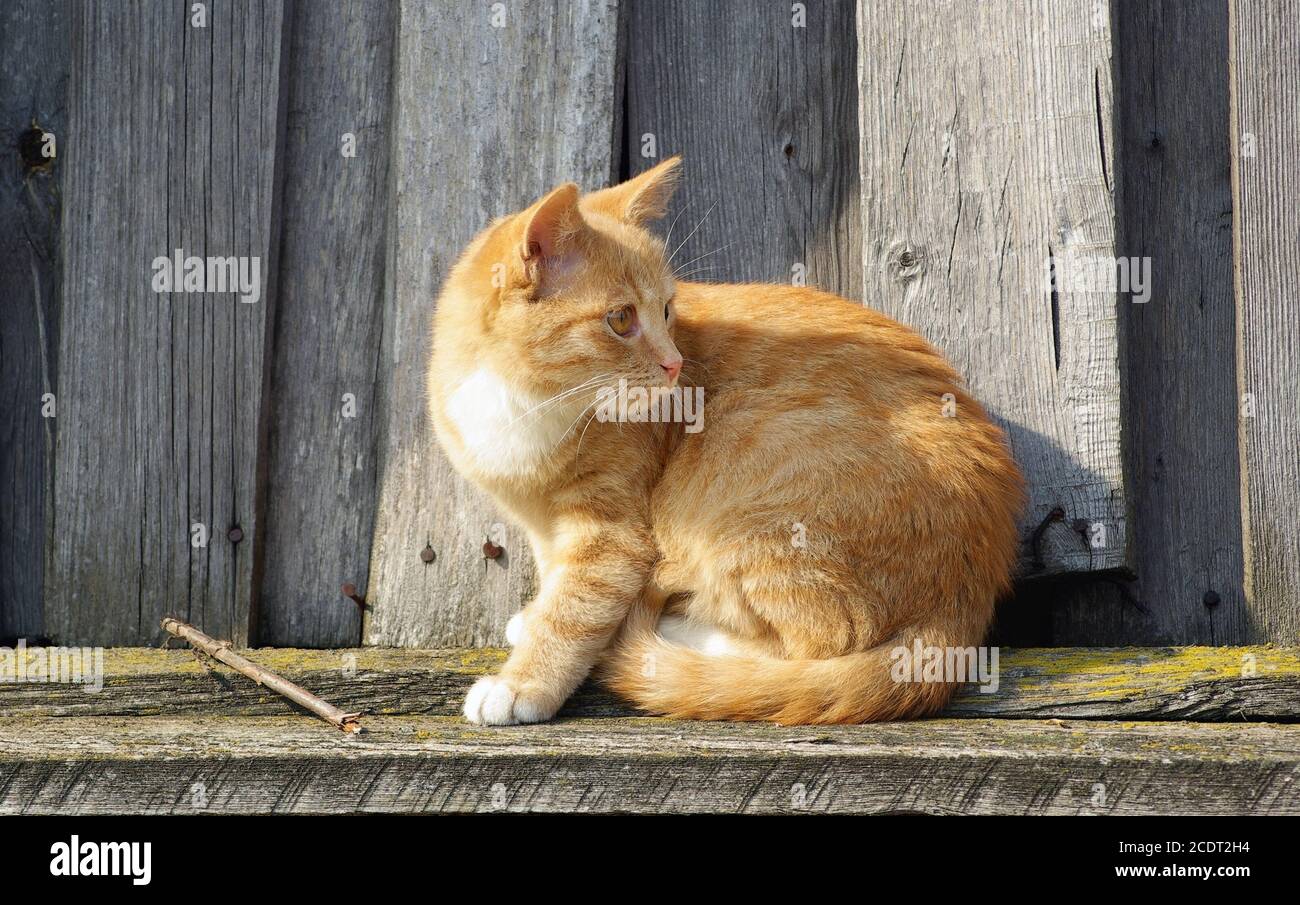 Cat and wood fence Stock Photo - Alamy