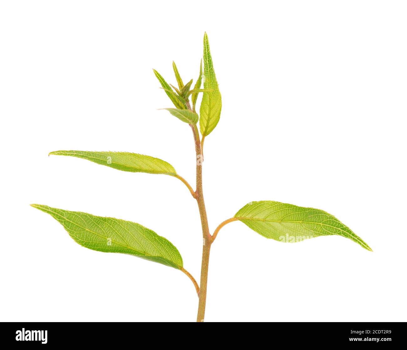 Green branch of kiwi leaves, isolated on white background. Spring with leaves of kiwi. Stock Photo