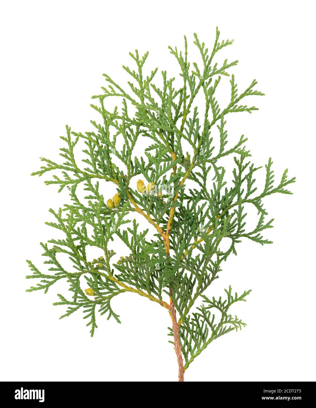 - Arborvitae Tonic For Mini Masterpieces
