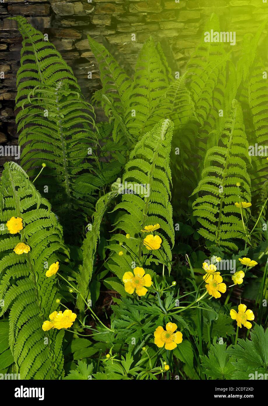 Young leaves of a fern  and delicate yellow ranunculus flowers Stock Photo