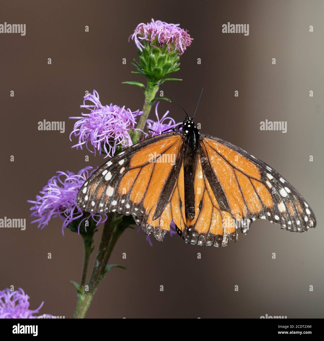 monarch butterfly on purple flower Stock Photo - Alamy