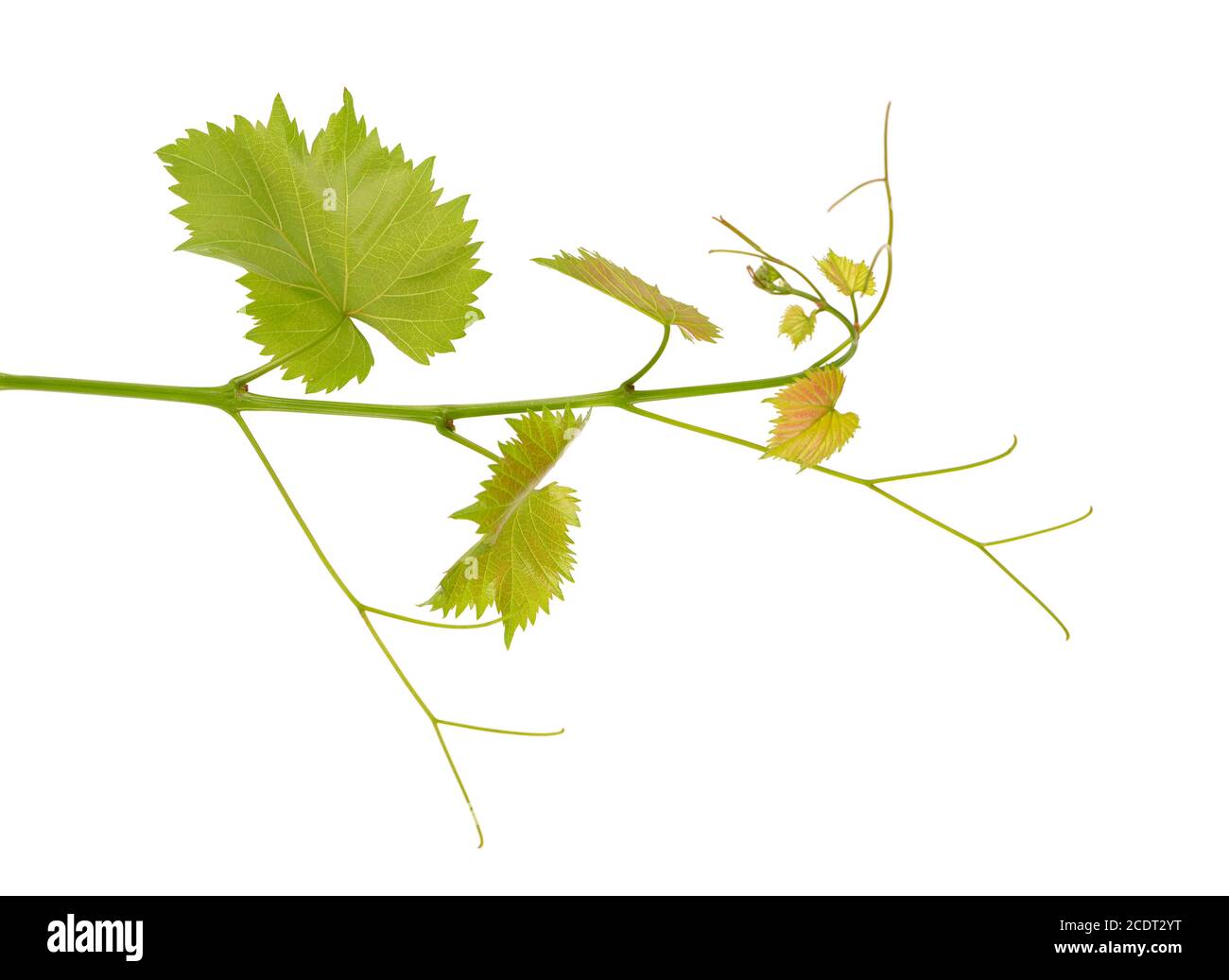 Green branch of grape vine isolated white background. Spring with leaves of grape vine. Stock Photo