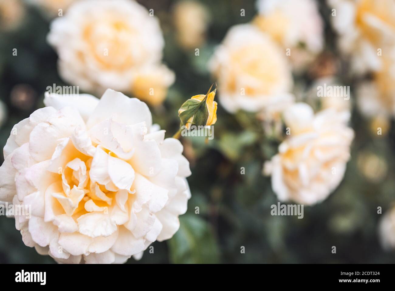 A bush of white roses in summer sunset backlight. selective focus macro shot with shallow DOF Stock Photo
